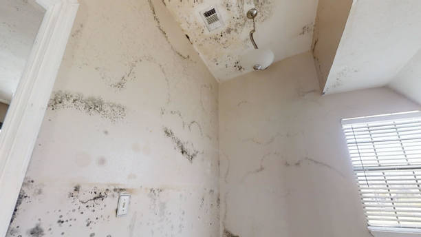 Best Water Damage & Mold Remediation  in El Paso, TX
