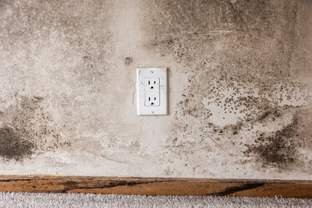 El Paso, TX Mold Removal Company