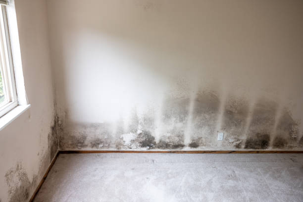 Best Mold Odor Removal Services  in El Paso, TX